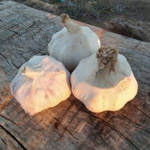 AJOS 1/2 kg