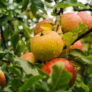 apple, apple tree, fruits-4055926.jpg