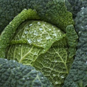 cabbage, vegetable, food-4513641.jpg