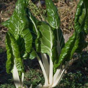 chard, garden, vegetable-3763735.jpg