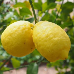 lemon, limone, lemon tree-1117562.jpg