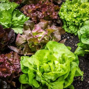 salad, salad plant, lettuce-2376777.jpg