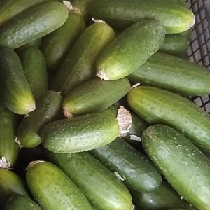 PEPINO del terreno kg