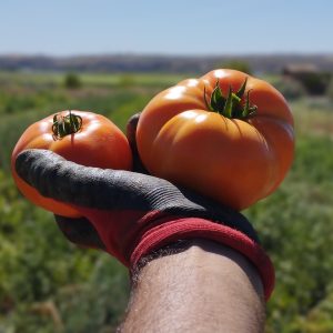 TOMATE (Andalucía)