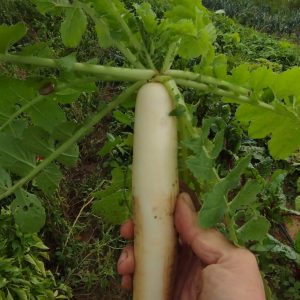 RÁBANO DAIKON unidad